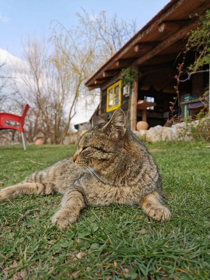 Chalet Belino Sokace Užice Zewnętrze zdjęcie